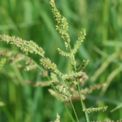 Echinochloa crus-galli (Barnyard Grass) at Wodonga - 3 Feb 2023 by KylieWaldon