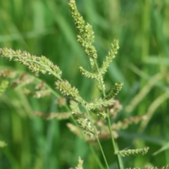 Echinochloa crus-galli (Barnyard Grass) at Wodonga, VIC - 4 Feb 2023 by KylieWaldon