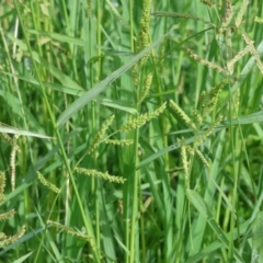 Echinochloa crus-galli at Wodonga, VIC - 4 Feb 2023 10:05 AM