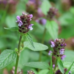 Prunella vulgaris (Self-heal, Heal All) at Wodonga, VIC - 3 Feb 2023 by KylieWaldon