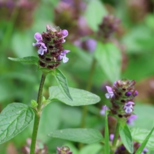 Prunella vulgaris at Wodonga, VIC - 4 Feb 2023