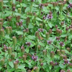 Prunella vulgaris at Wodonga, VIC - 4 Feb 2023 10:02 AM