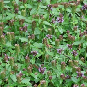 Prunella vulgaris at Wodonga, VIC - 4 Feb 2023 10:02 AM