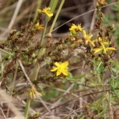 Hypericum perforatum (St John's Wort) at David Winterbottom Park - 3 Feb 2023 by KylieWaldon