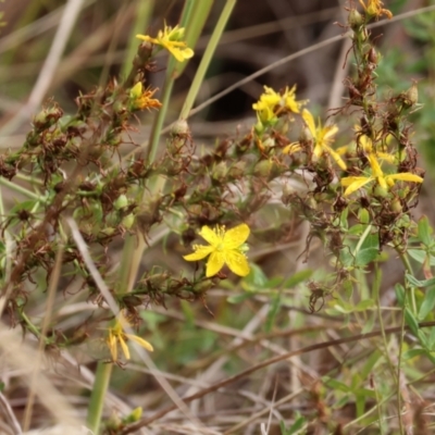 Hypericum perforatum (St John's Wort) at Wodonga, VIC - 4 Feb 2023 by KylieWaldon