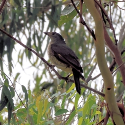 Ptilonorhynchus violaceus (Satin Bowerbird) at Wodonga - 3 Feb 2023 by KylieWaldon