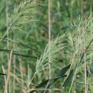 Phragmites australis at Wodonga, VIC - 4 Feb 2023 09:57 AM