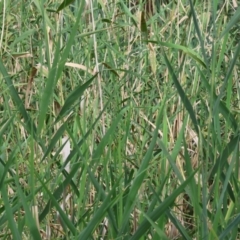 Phragmites australis at Wodonga, VIC - 4 Feb 2023 09:57 AM