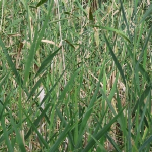 Phragmites australis at Wodonga, VIC - 4 Feb 2023 09:57 AM