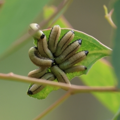 Paropsisterna cloelia (Eucalyptus variegated beetle) at Wodonga - 3 Feb 2023 by KylieWaldon