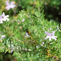 Westringia eremicola (Slender Western Rosemary) at David Winterbottom Park - 4 Feb 2023 by KylieWaldon