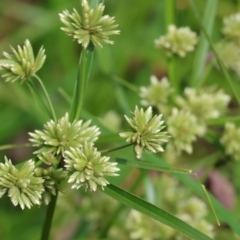 Cyperus eragrostis (Umbrella Sedge) at David Winterbottom Park - 4 Feb 2023 by KylieWaldon