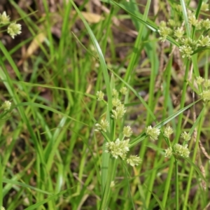 Cyperus eragrostis at Wodonga, VIC - 4 Feb 2023 09:49 AM