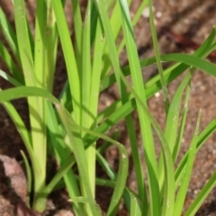 Cyperus eragrostis at Wodonga, VIC - 4 Feb 2023