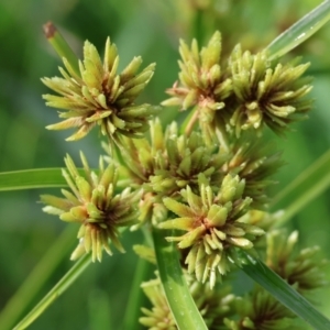 Cyperus eragrostis at Wodonga, VIC - 4 Feb 2023