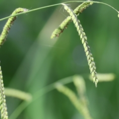 Paspalum dilatatum (Paspalum) at Wodonga, VIC - 4 Feb 2023 by KylieWaldon