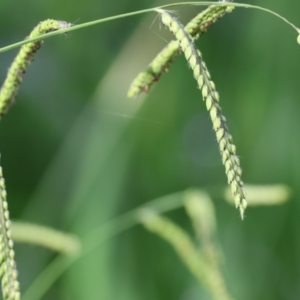 Paspalum dilatatum at Wodonga, VIC - 4 Feb 2023 09:08 AM