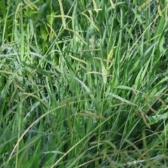 Paspalum dilatatum at Wodonga, VIC - 4 Feb 2023 09:08 AM