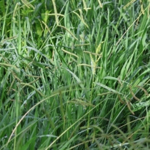 Paspalum dilatatum at Wodonga, VIC - 4 Feb 2023 09:08 AM