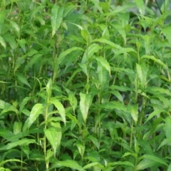 Persicaria lapathifolia (Pale Knotweed) at Wodonga, VIC - 4 Feb 2023 by KylieWaldon