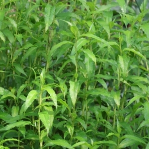 Persicaria lapathifolia at Wodonga, VIC - 4 Feb 2023 09:23 AM