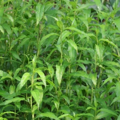 Persicaria lapathifolia (Pale Knotweed) at David Winterbottom Park - 4 Feb 2023 by KylieWaldon