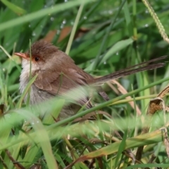 Malurus cyaneus (Superb Fairywren) at Wodonga, VIC - 4 Feb 2023 by KylieWaldon