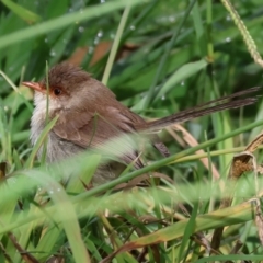 Malurus cyaneus (Superb Fairywren) at Wodonga - 3 Feb 2023 by KylieWaldon