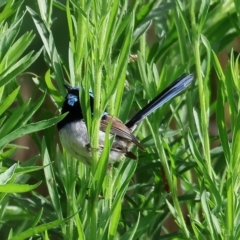 Malurus cyaneus at Wodonga, VIC - 4 Feb 2023 09:12 AM