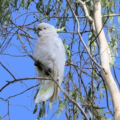 Cacatua galerita (Sulphur-crested Cockatoo) at Wodonga, VIC - 3 Feb 2023 by KylieWaldon