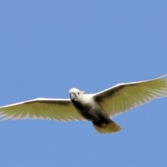 Cacatua galerita at Wodonga, VIC - 4 Feb 2023 09:28 AM