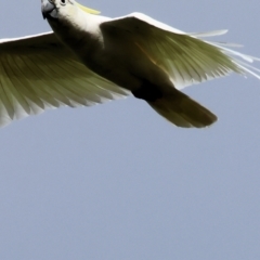Cacatua galerita at Wodonga, VIC - 4 Feb 2023 09:28 AM