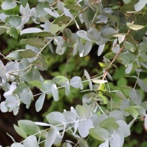 Eucalyptus cinerea subsp. cinerea at Wodonga, VIC - 4 Feb 2023
