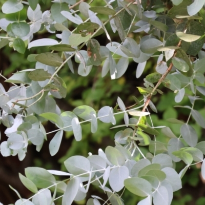 Eucalyptus cinerea subsp. cinerea (Argyle Apple) at Wodonga - 3 Feb 2023 by KylieWaldon