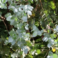 Eucalyptus cinerea subsp. cinerea at Wodonga, VIC - 4 Feb 2023