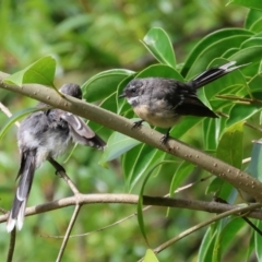 Rhipidura albiscapa (Grey Fantail) at Wodonga, VIC - 4 Feb 2023 by KylieWaldon