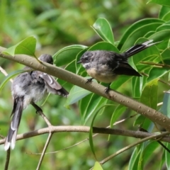 Rhipidura albiscapa (Grey Fantail) at David Winterbottom Park - 3 Feb 2023 by KylieWaldon