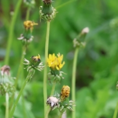 Taraxacum sp. (Dandelion) at Wodonga - 3 Feb 2023 by KylieWaldon