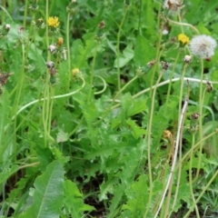 Taraxacum sp. at Wodonga, VIC - 4 Feb 2023 09:35 AM