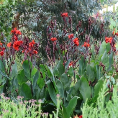 Canna x generalis (Canna Lily) at David Winterbottom Park - 3 Feb 2023 by KylieWaldon
