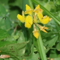 Lotus sp. (Trefoil) at Wodonga - 3 Feb 2023 by KylieWaldon