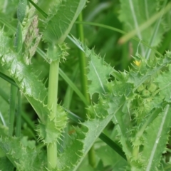 Sonchus asper (Prickly Sowthistle) at Wodonga - 3 Feb 2023 by KylieWaldon