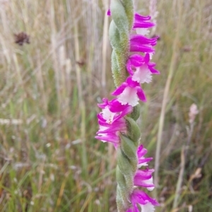 Spiranthes australis at Paddys River, ACT - suppressed