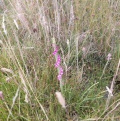 Spiranthes australis at Paddys River, ACT - suppressed