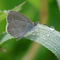 Zizina otis (Common Grass-Blue) at Wodonga, VIC - 3 Feb 2023 by KylieWaldon