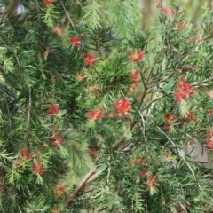 Melaleuca citrina (Crimson Bottlebrush) at Wodonga - 3 Feb 2023 by KylieWaldon