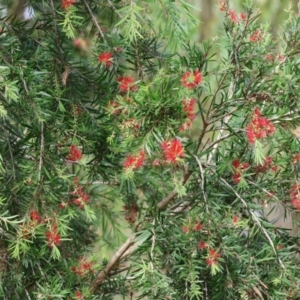 Callistemon citrinus at Wodonga, VIC - 4 Feb 2023 09:41 AM