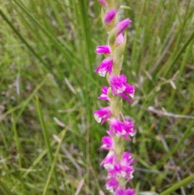 Spiranthes australis (Austral Ladies Tresses) at Gibraltar Pines - 4 Feb 2023 by Venture