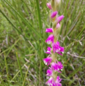 Spiranthes australis at Paddys River, ACT - suppressed