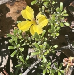 Goodenia hederacea subsp. hederacea (Ivy Goodenia, Forest Goodenia) at Lower Boro, NSW - 2 Feb 2023 by JaneR